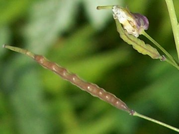 Sinapis alba e Brassica cfr. fruticulosa
